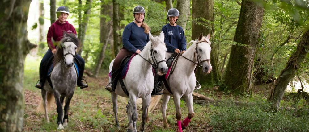 chevaux - fôret