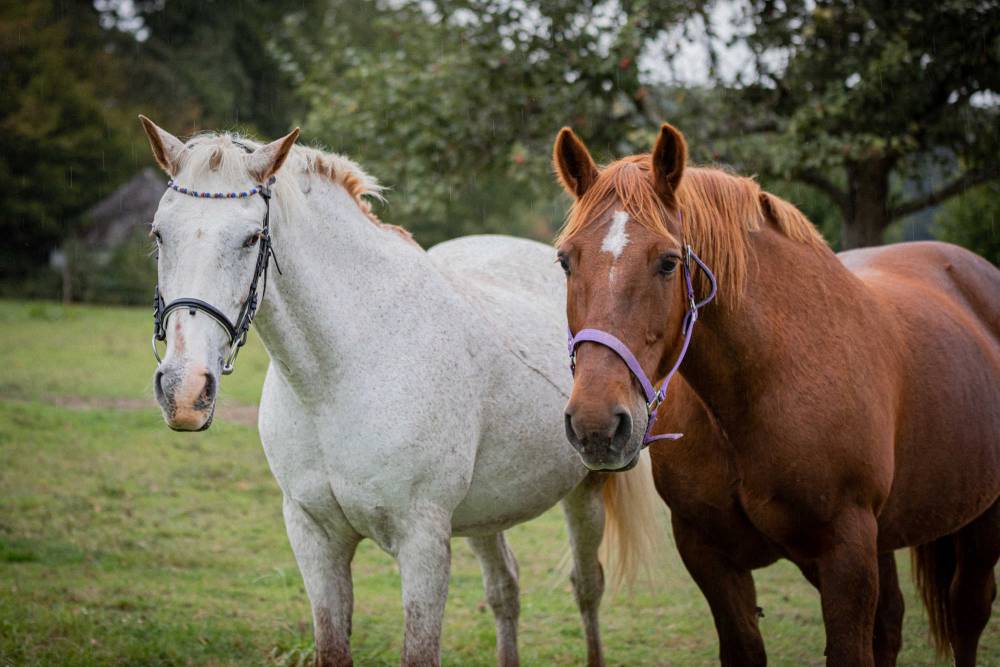 Chevaux