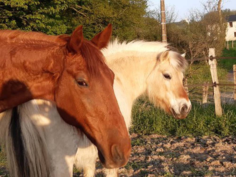 Chevaux- blanc et marron