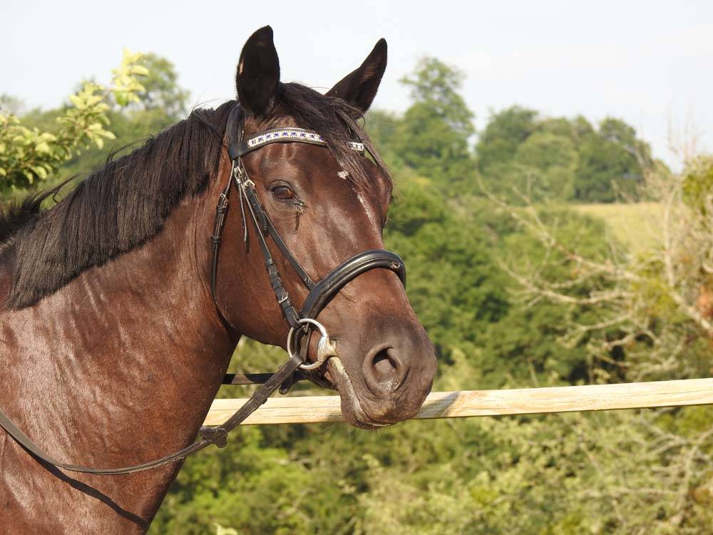 Cheval